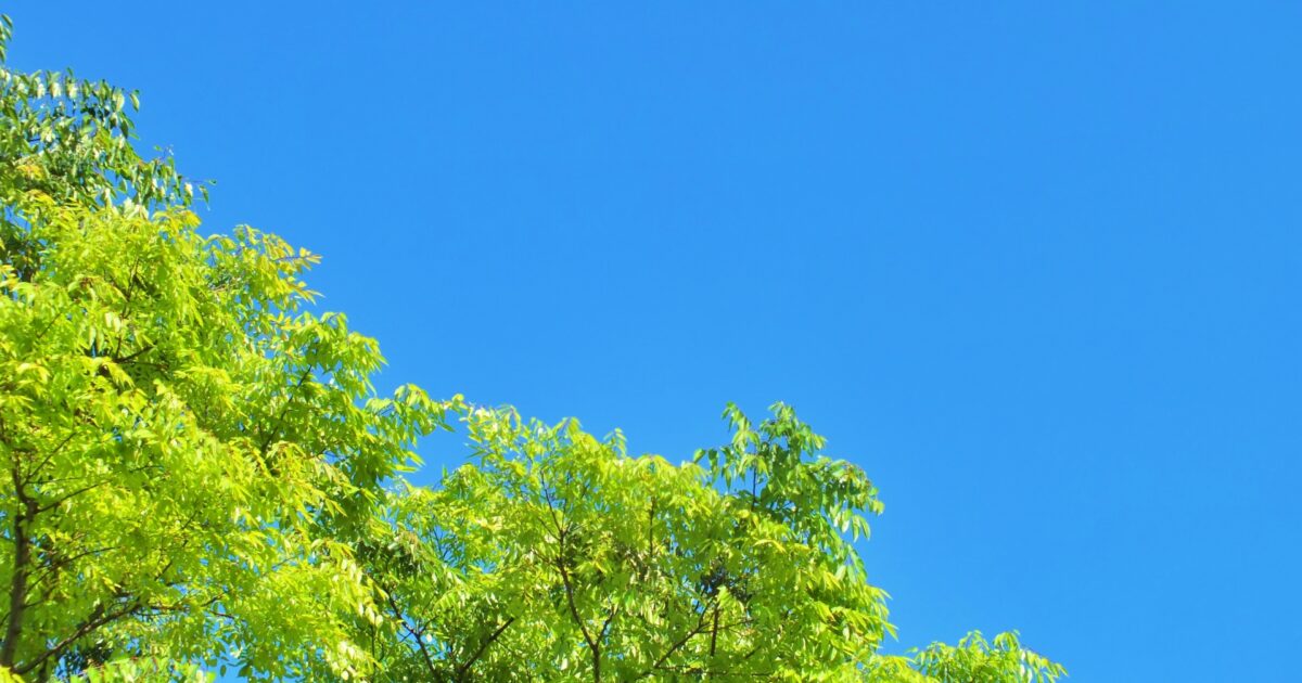 青空と新緑の木の枝