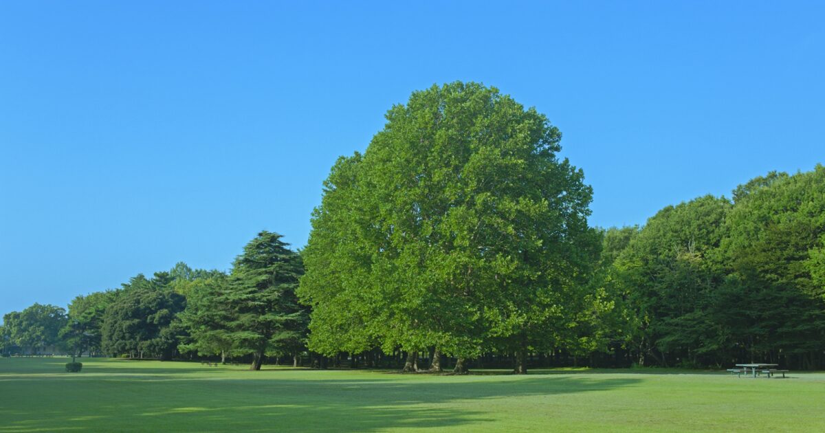 青空と一本の大きな木と芝生広場