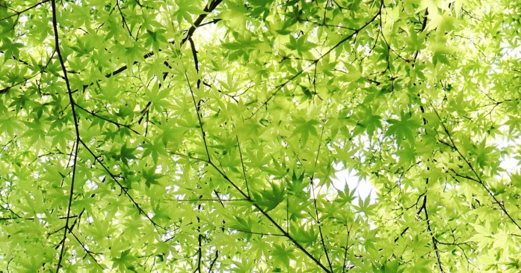 若葉のモミジの葉と木漏れ日