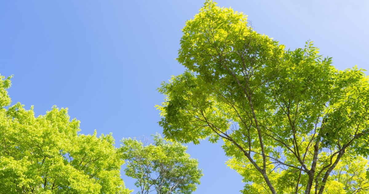 青空と木々の新緑