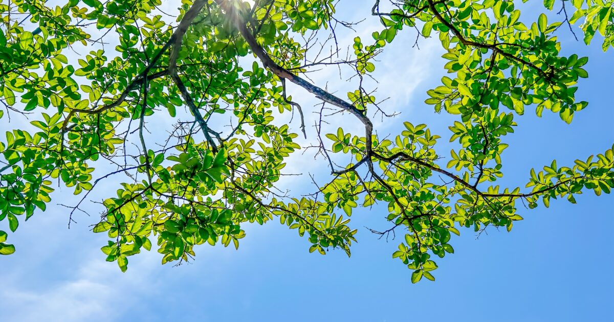 青空と若葉が茂る木の枝