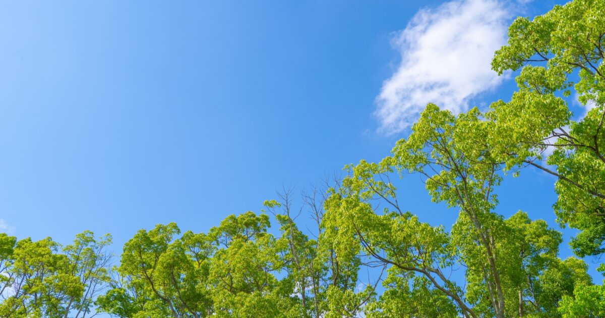 青空と新緑の木々と雲