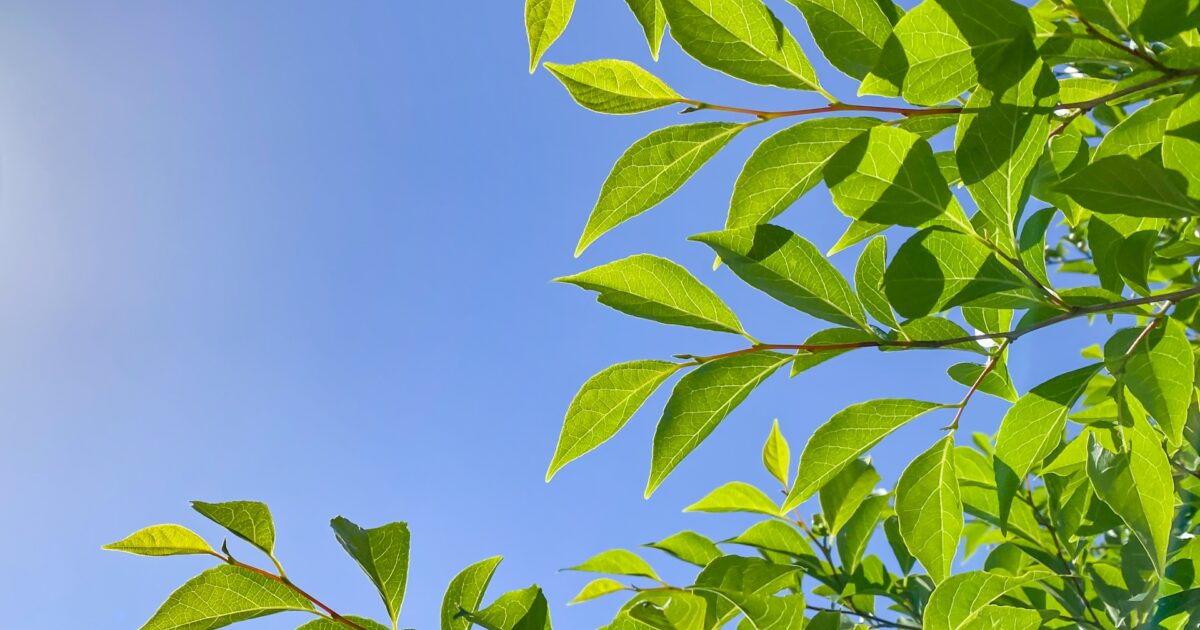 青空と若葉が茂る枝