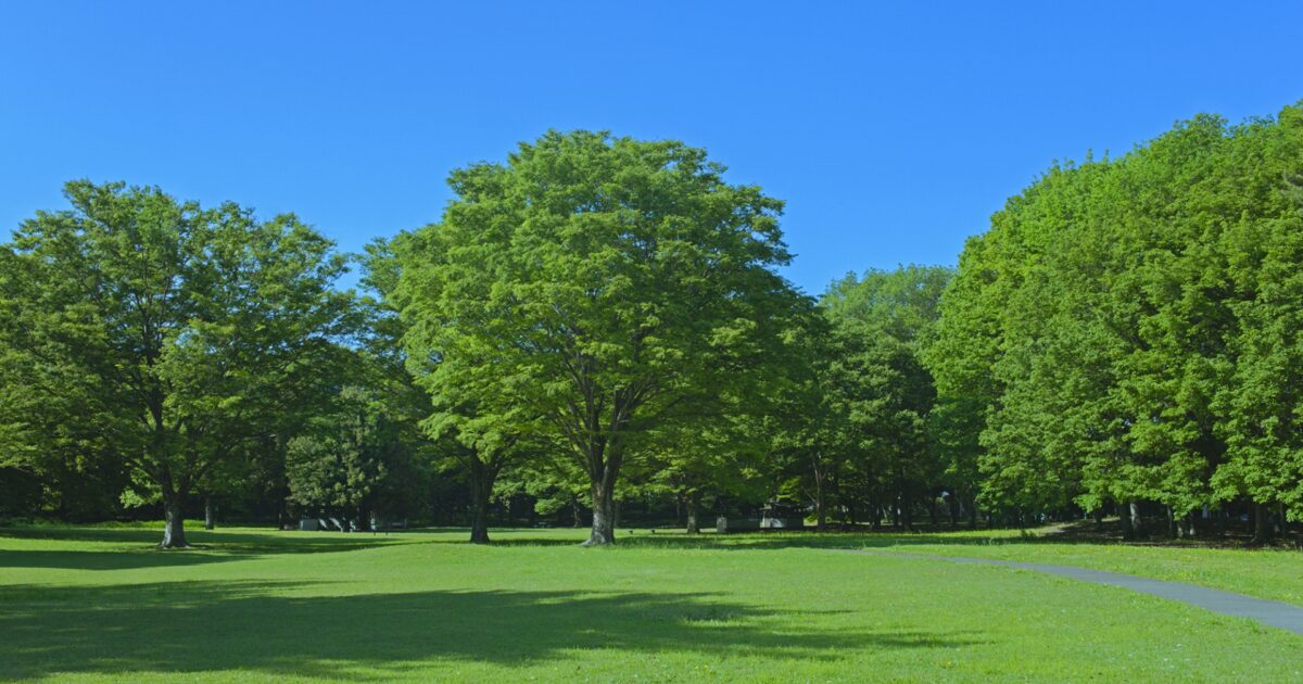 青空と木々が並ぶ公園の芝生広場